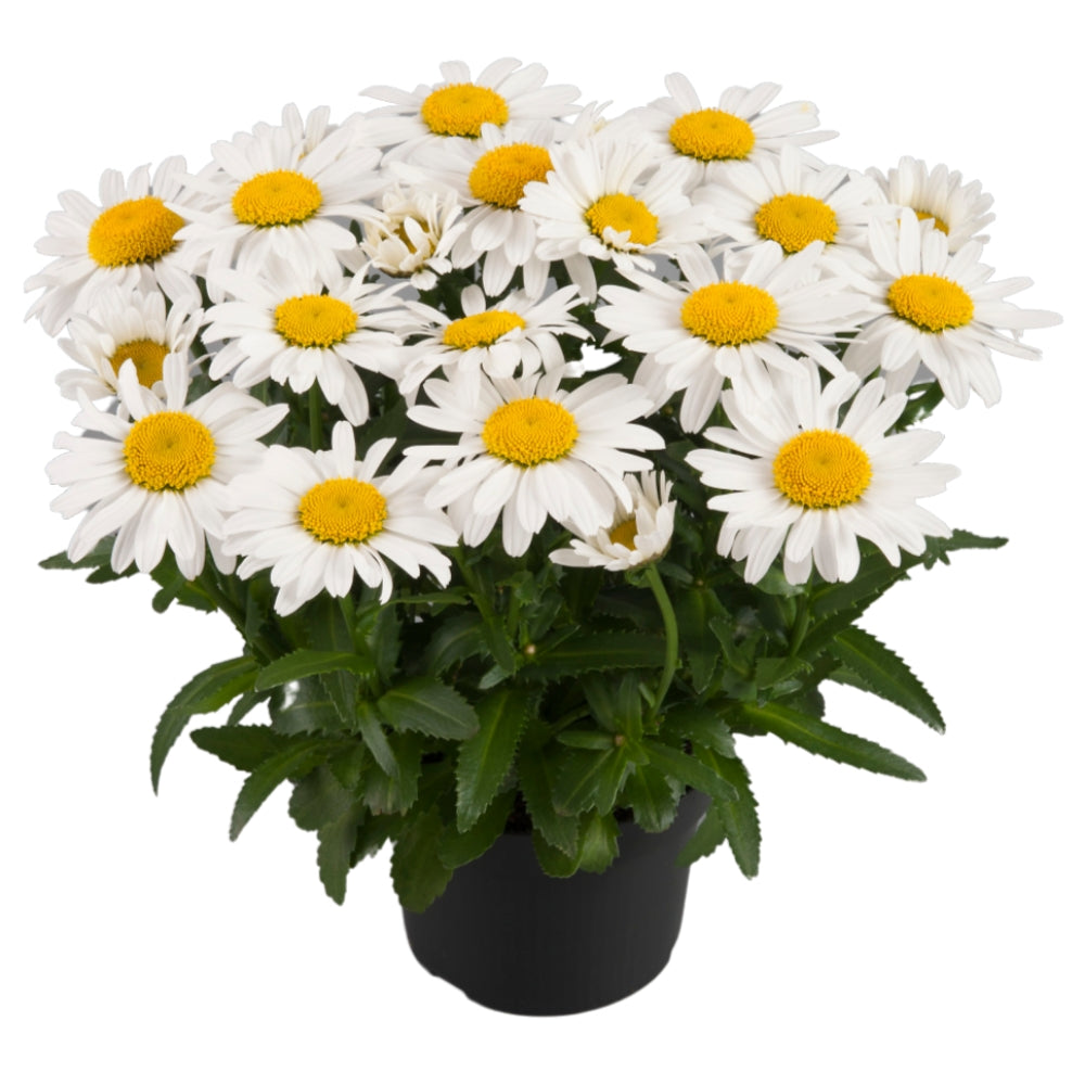 Ooh La™ LaGrande Shasta Daisy