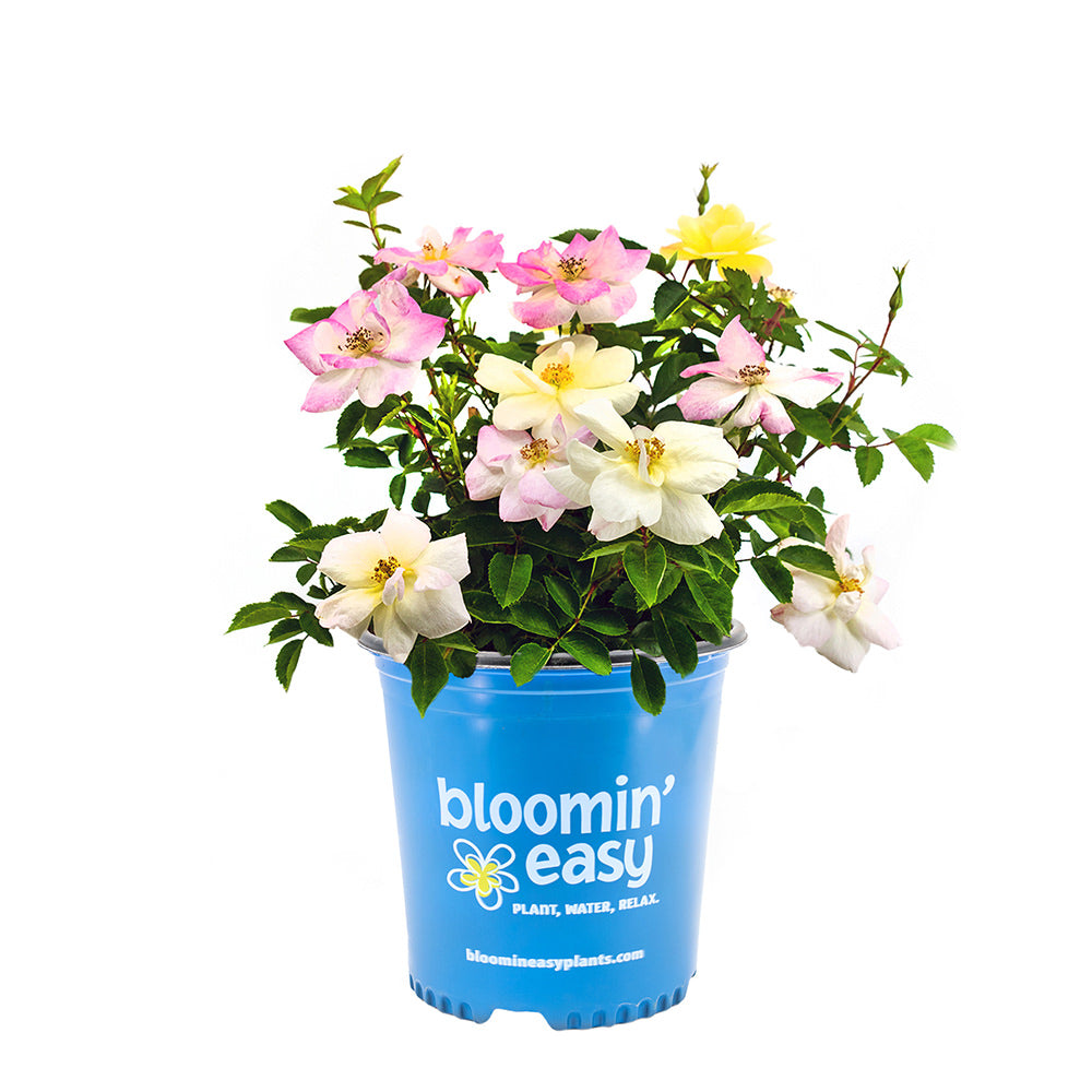 Hope Blooms™