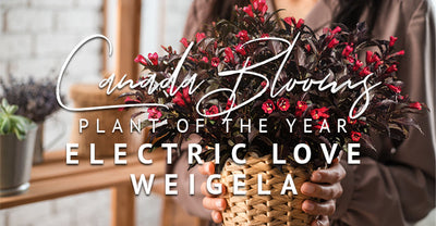 Electric Love™ Weigela Shocking Homeowners at Canada Blooms 2019