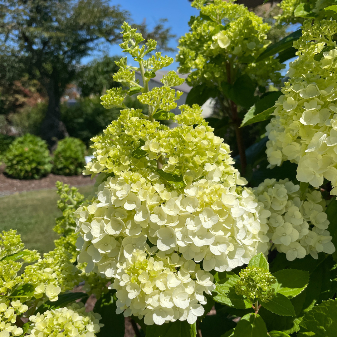 Hydrangea Obsession, Now and (seemingly) Forever