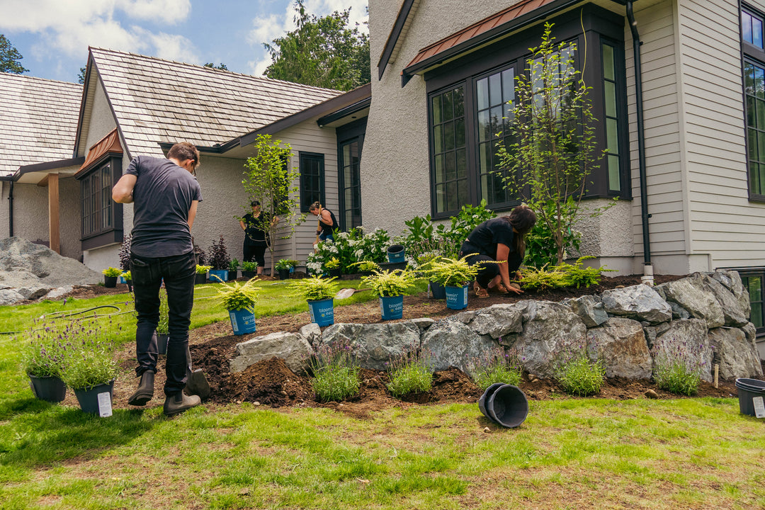 Plants for every corner of your garden!