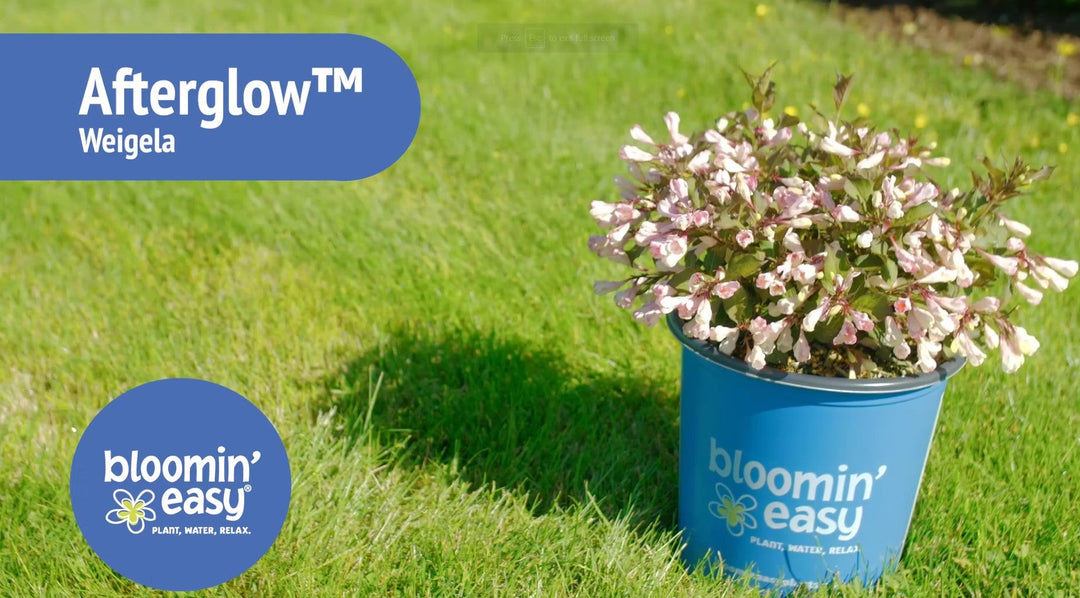 Introducing the Bloomin’ Easy® Afterglow™