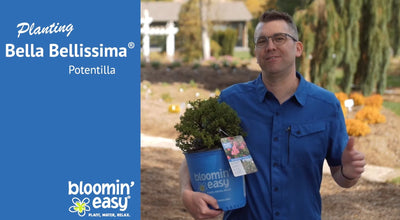 How to Plant Bloomin' Easy® Bella Bellissima® Potentilla
