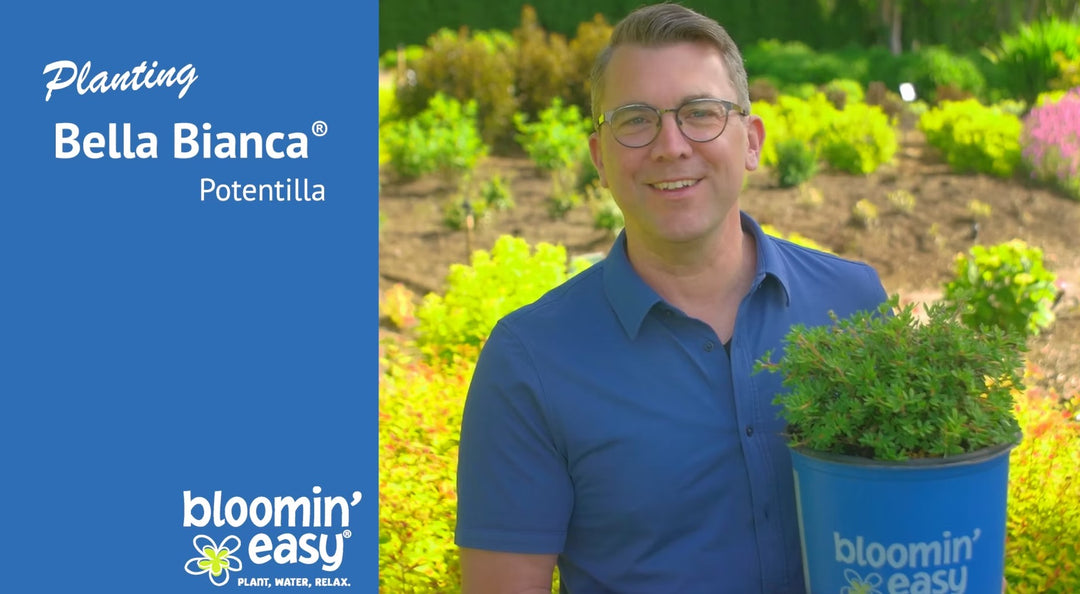 How to Plant Bloomin' Easy® Bella Bianca® Potentilla