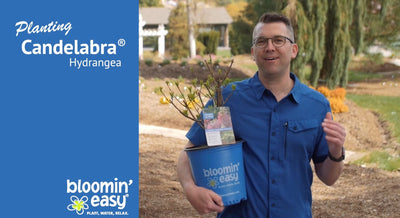 How to Plant Bloomin' Easy® Candelabra®