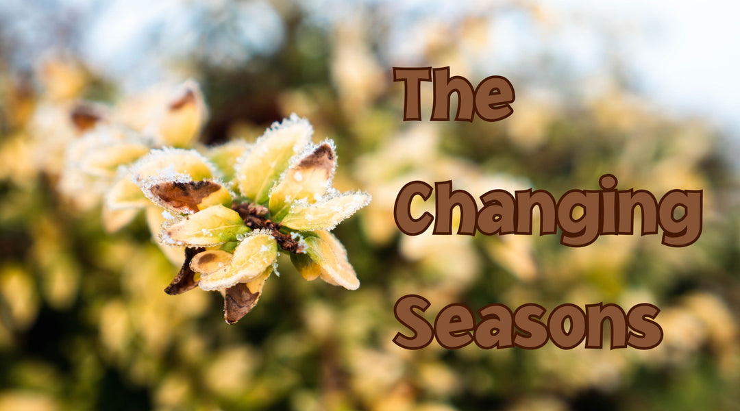 The Changing Seasons