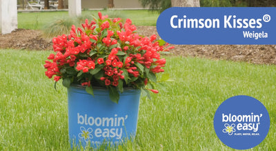 Introducing the Bloomin’ Easy® Crimson Kisses®
