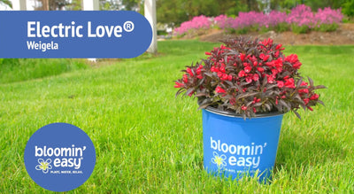 Introducing the Bloomin’ Easy® Electric Love™
