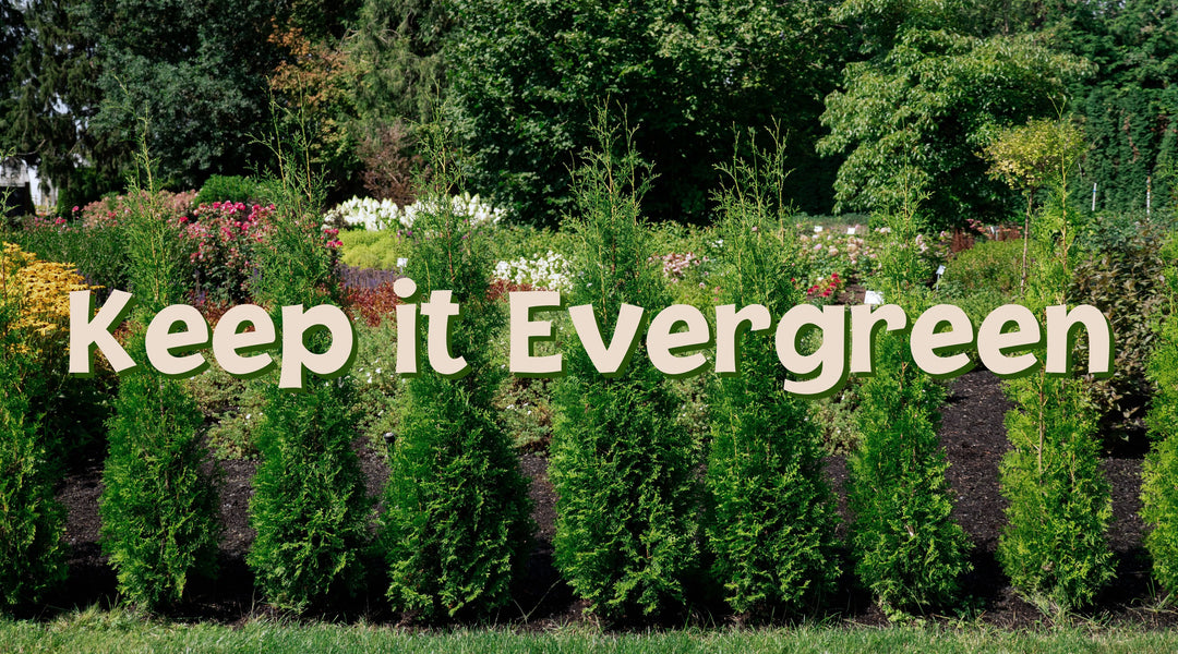 Everything with Evergreens