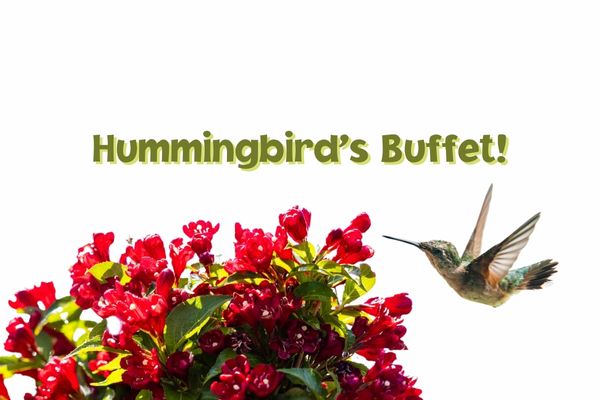 Hummingbird's Buffet