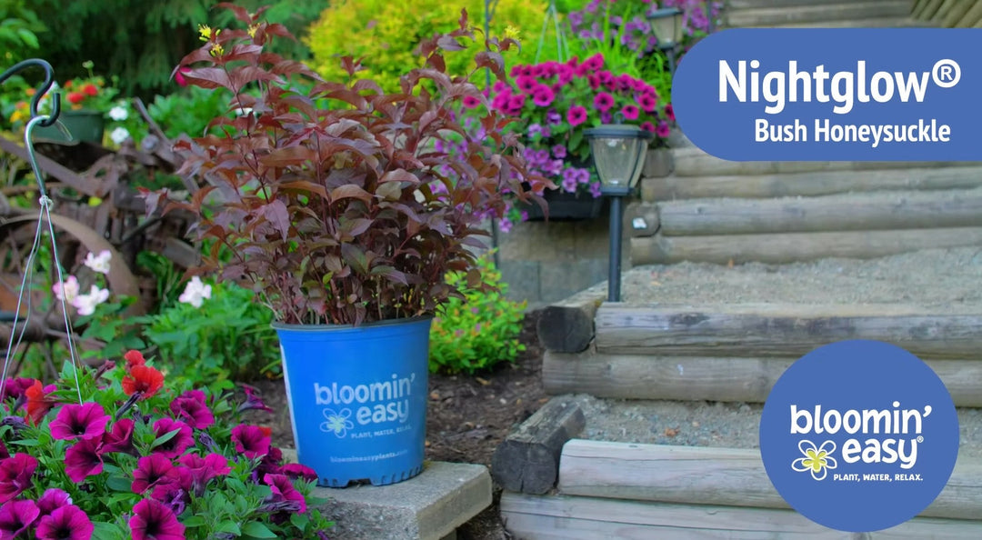 Introducing the Bloomin’ Easy® Nightglow® Diervilla