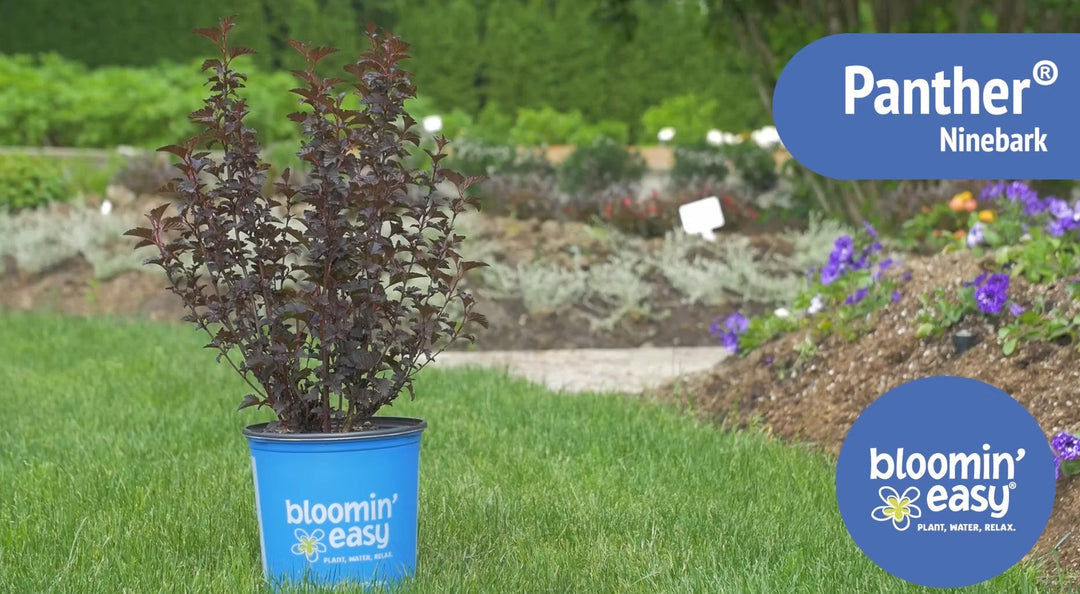 Introducing the Bloomin’ Easy® Panther® Ninebark