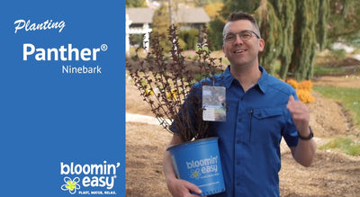How to Plant Bloomin' Easy® Panther® Ninebark