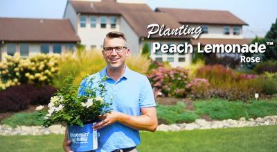 How to Plant Bloomin' Easy® Peach Lemonade® Rose