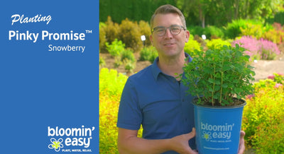 How to Plant Bloomin' Easy® Pinky Promise™