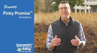 How to Prune Bloomin' Easy® Pinky Promise™