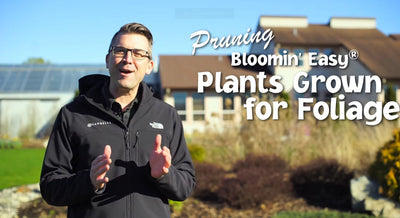 How to Prune Bloomin' Easy® Poprocks®