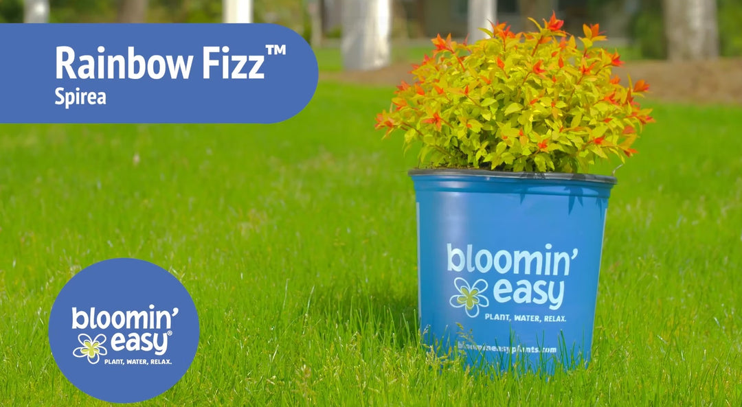 Introducing the Bloomin’ Easy® Rainbow Fizz™
