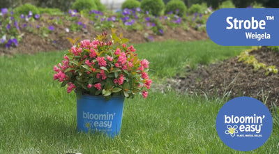 Introducing the Bloomin’ Easy® Strobe™