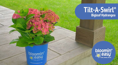 Introducing the Bloomin’ Easy® Tilt-A-Swirl®