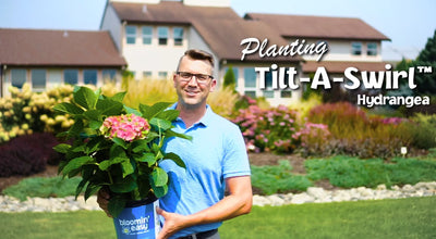 How to Plant Bloomin' Easy® Tilt-A-Swirl®