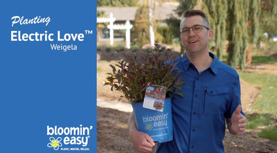 How-To Plant Electric Love™ Weigela