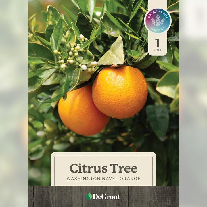 Washington Navel Orange tree