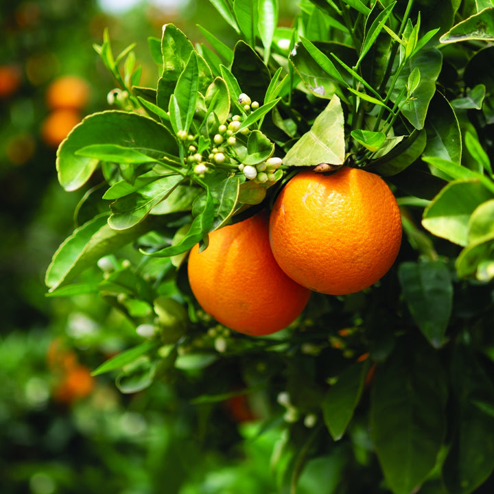 Washington Navel Orange tree