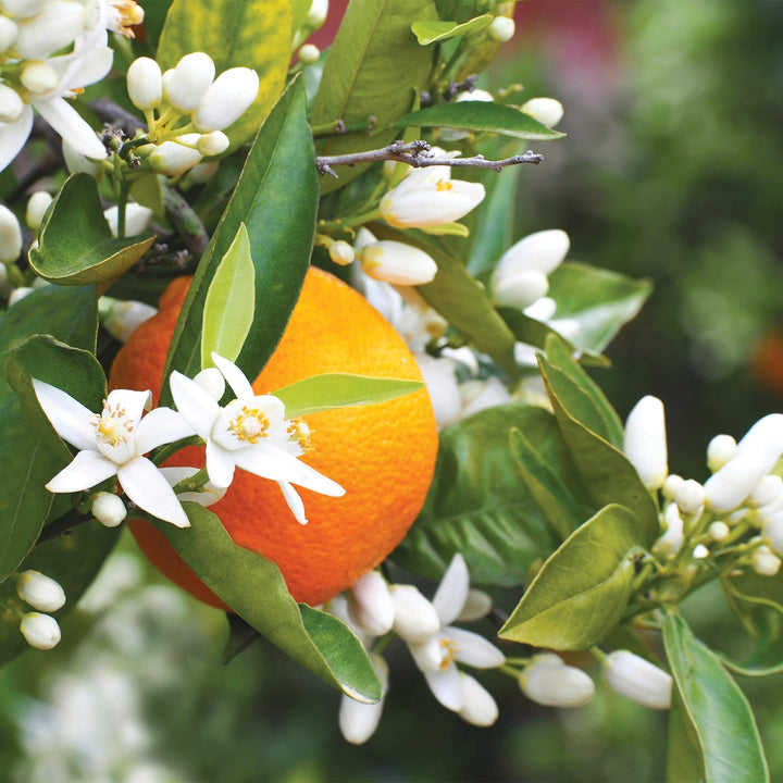 Washington Navel Orange tree