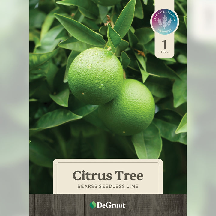 Bearss Seedless Lime tree