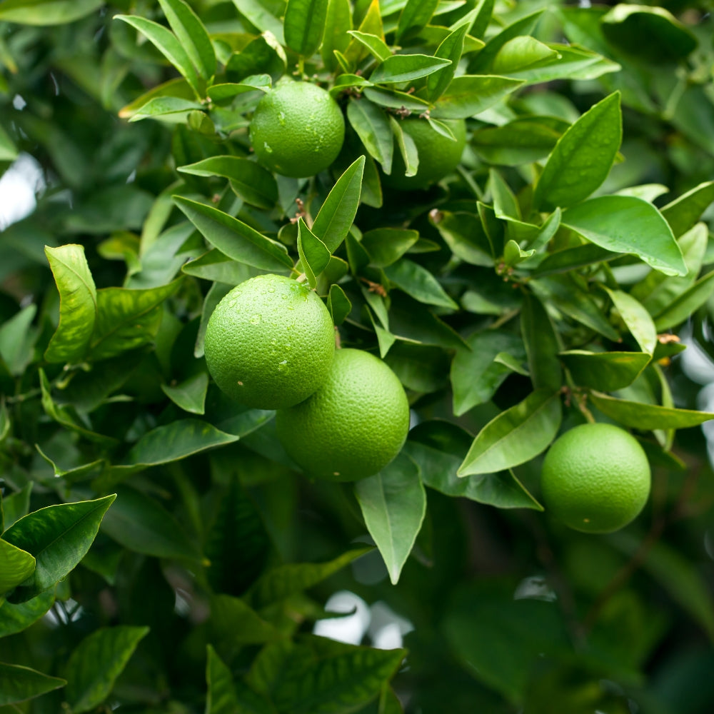 Bearss Seedless Lime tree