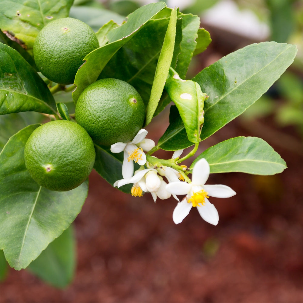 Bearss Seedless Lime tree