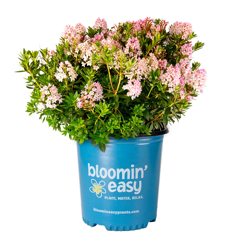 Bloombux® Blush Rhododendron