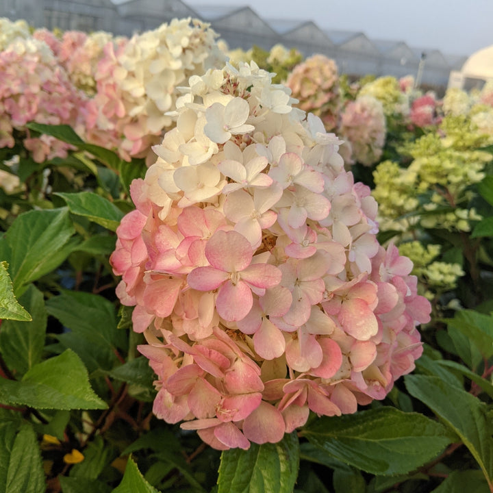 Bouncy™ Hardy Hydrangea