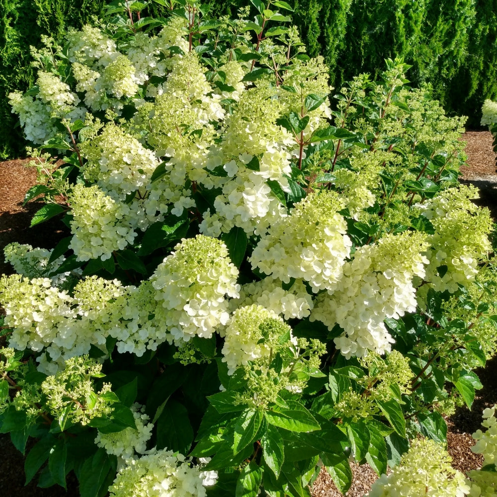 Bouncy™ Hardy Hydrangea