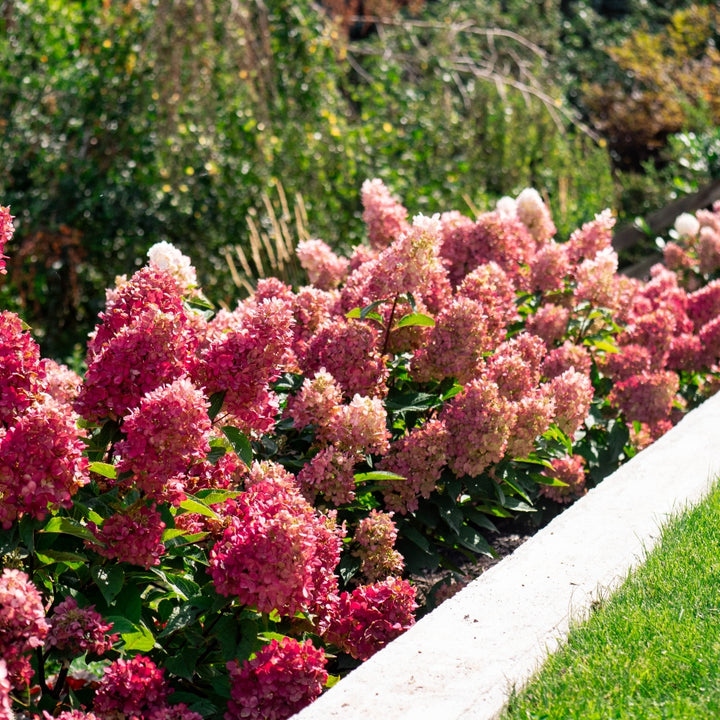 Bouncy™ Hardy Hydrangea