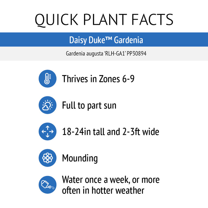 Daisy Duke™ Gardenia