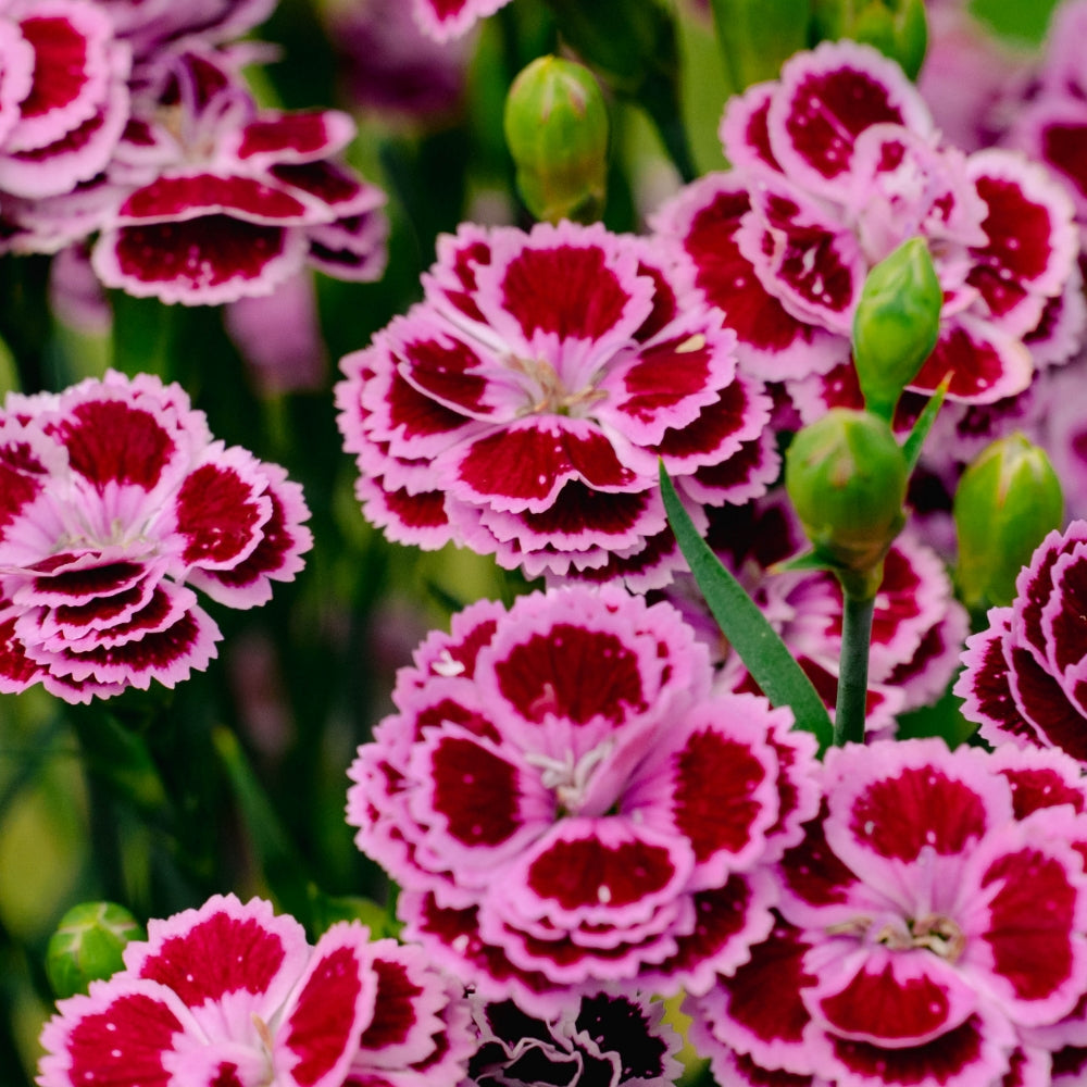 Delilah™ Bicolor Purple Carnation