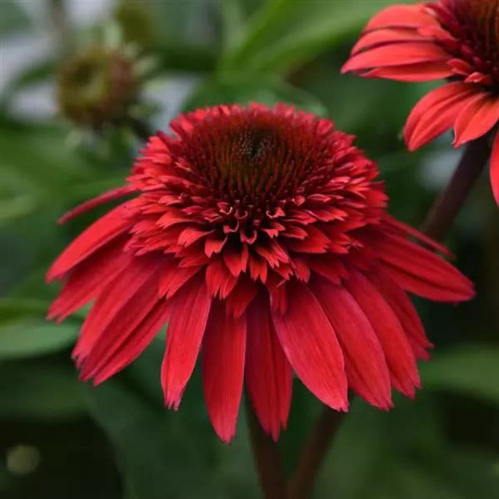 Double Scoop™ Strawberry Deluxe Coneflower