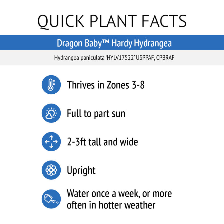 Dragon Baby™ Hardy Hydrangea