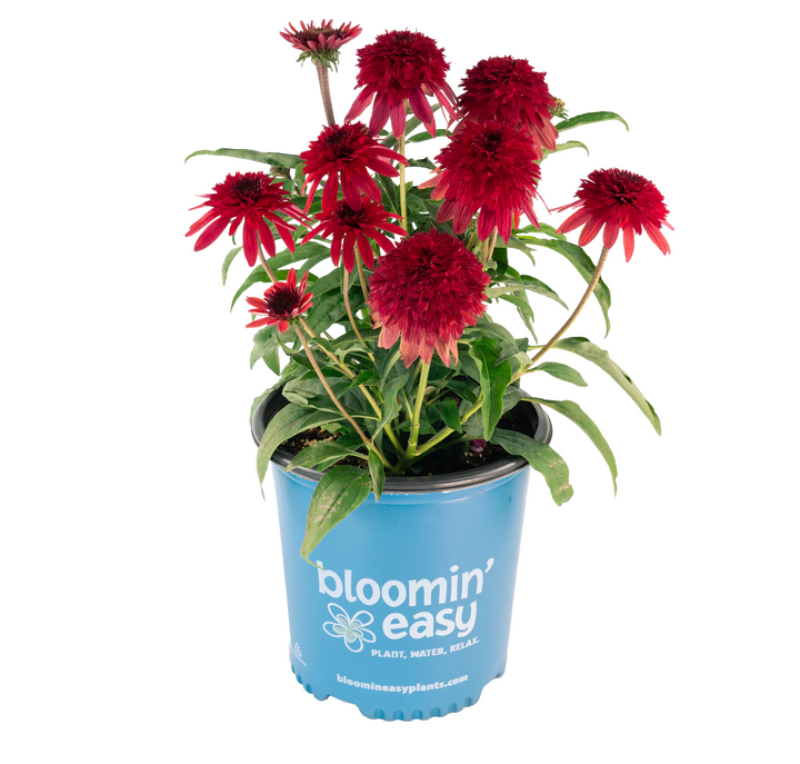 Double Scoop™ Strawberry Deluxe Coneflower