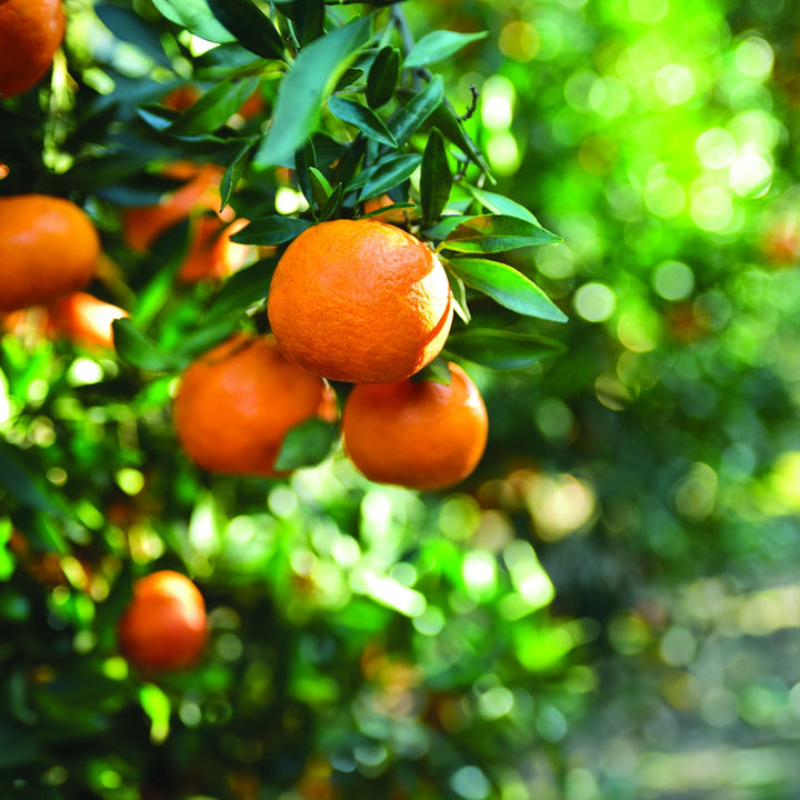 Kishu Mandarin tree