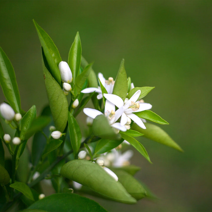 Kishu Mandarin tree