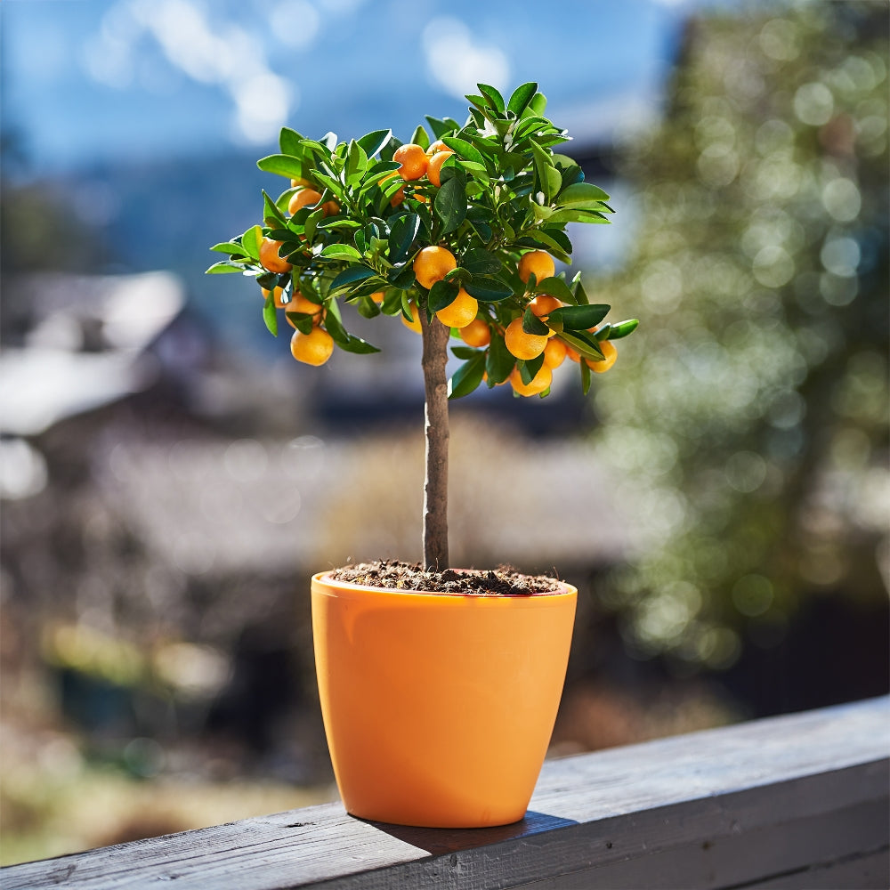 Kishu Mandarin tree