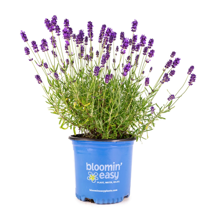 SuperBlue English Lavender