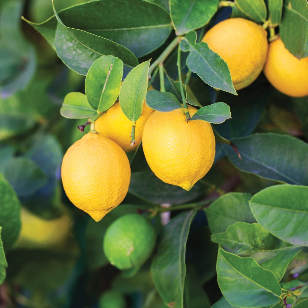 Improved Meyer Lemon tree