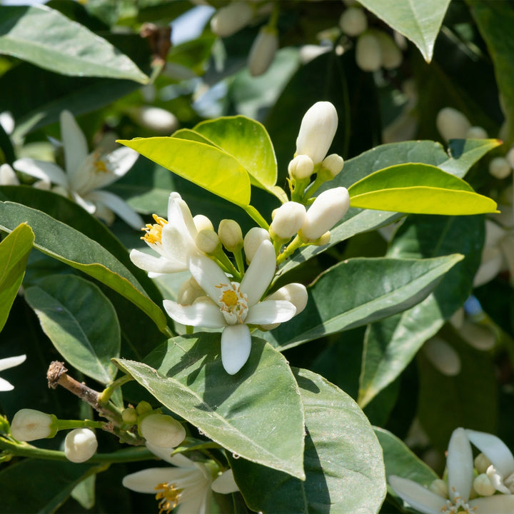 Improved Meyer Lemon tree