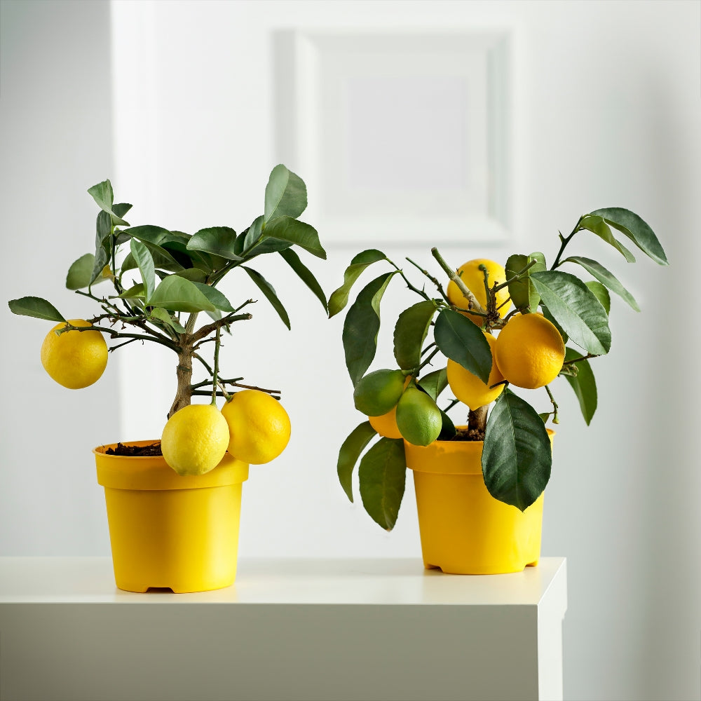 Improved Meyer Lemon tree