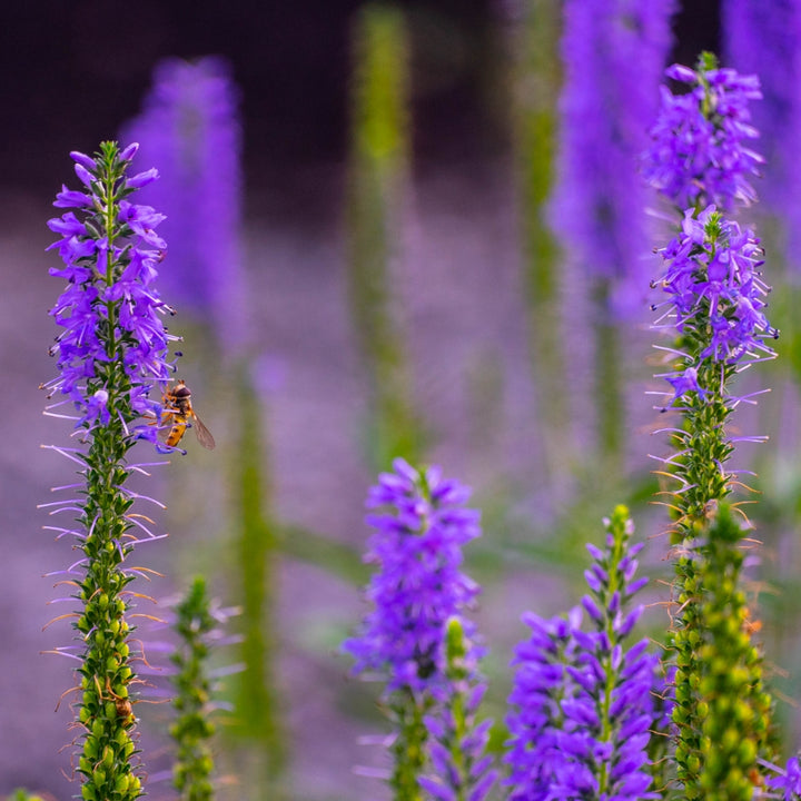 Moody Blues® Sky Blue Spike Speedwell