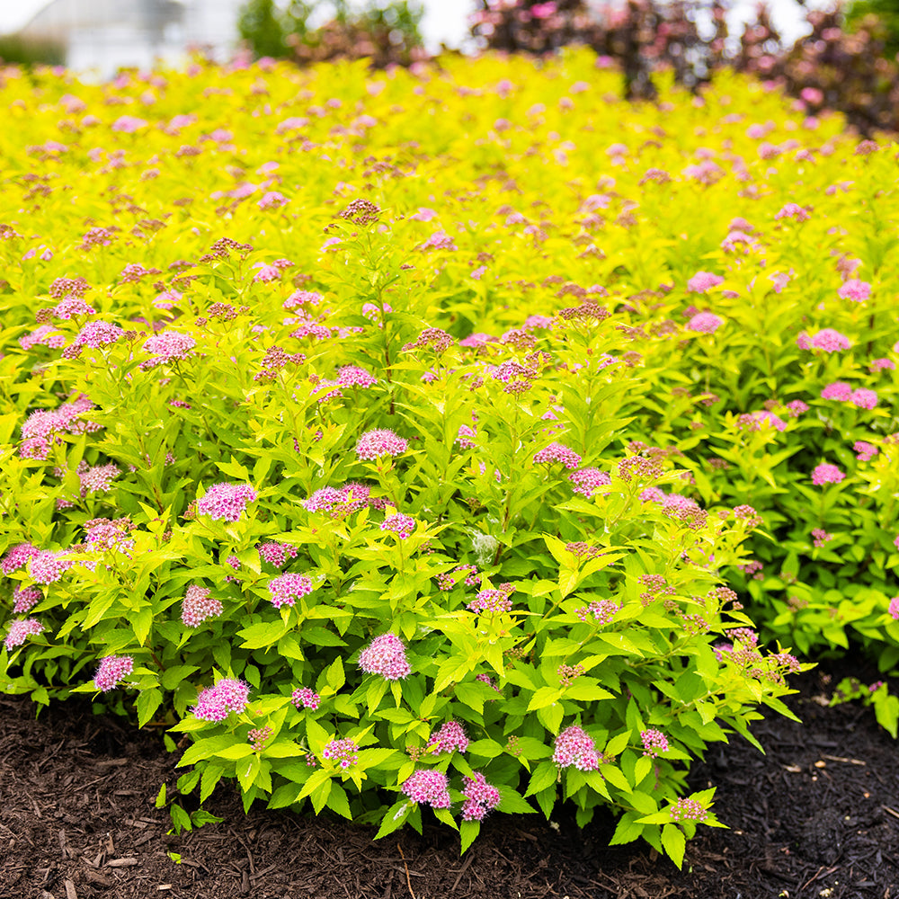 Pineapple Poprocks® Spirea